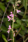 Desmodium